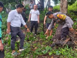 Diduga Jatuh Dari Pohon Duren, Polsek Muara Beliti Evakuasi Jenazah Kakek