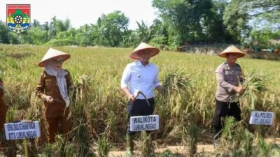 Wali Kota Lubuk Linggau Panen Raya, Dukung Program Swasembada Pangan